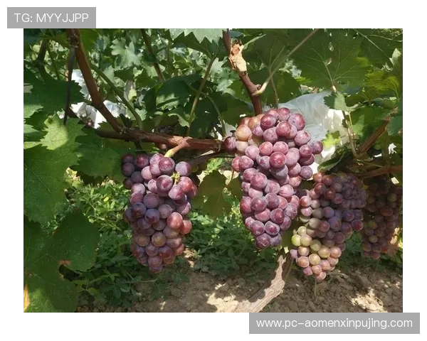 新葡萄娱乐城登录遇到问题怎么办快速排查解决方案推荐